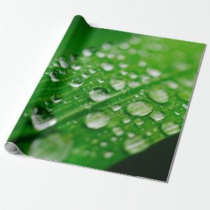 Natuur gras groene waterbladblad cadeaupapier