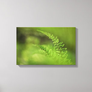 Natuur Green Fern Frond Canvas Afdruk
