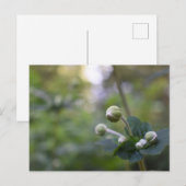 Natuur groene bloem tuintuinbouwfoto's briefkaart (Voorkant / Achterkant)