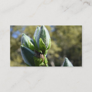 Natuur groene bloem tuintuinbouwfoto's visitekaartje