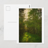 Natuur Groene bomen bos Wit-Rusland Briefkaart (Voorkant / Achterkant)