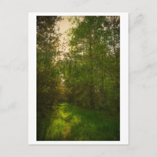 Natuur Groene bomen bos Wit-Rusland Briefkaart