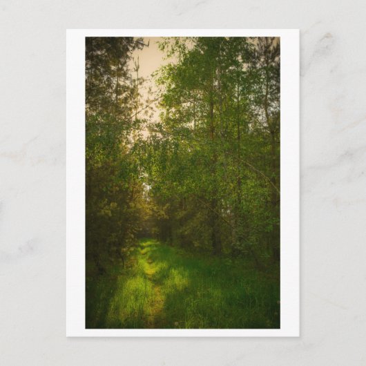 Natuur Groene bomen bos Wit-Rusland Briefkaart (Voorkant)