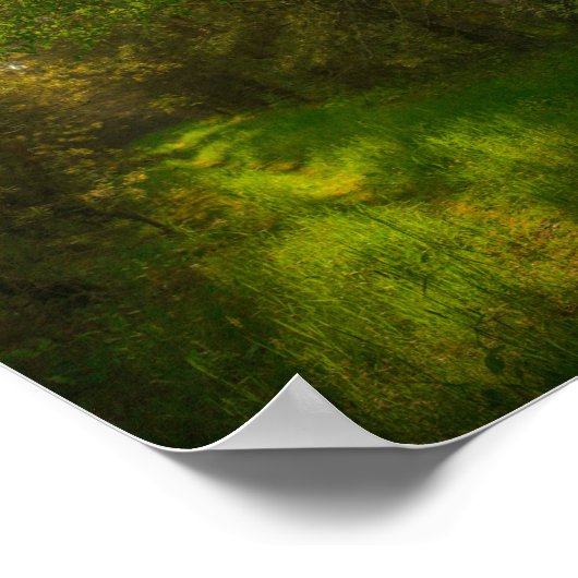 Natuur Groene bomen bos Wit-Rusland Poster (Hoek)