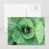 Natuur Groene kool Briefkaart (Voorkant / Achterkant)
