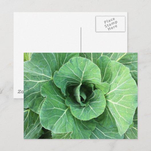 Natuur Groene kool Briefkaart (Voorkant / Achterkant)