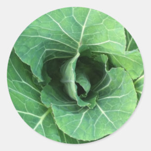 Natuur Groene kool Ronde Sticker
