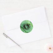 Natuur Groene kool Ronde Sticker (Envelop)
