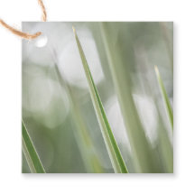 Natuur Groene pointe Plant Foto