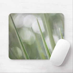 Natuur Groene pointe Plant Foto Muismat