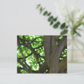 Natuur groene Wisteria Pergola Briefkaart (Staand voorkant)