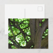 Natuur groene Wisteria Pergola Briefkaart (Voorkant / Achterkant)