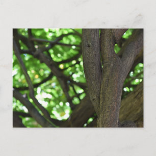 Natuur groene Wisteria Pergola Briefkaart