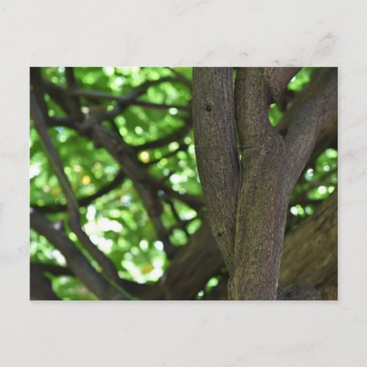 Natuur groene Wisteria Pergola Briefkaart (Voorkant)