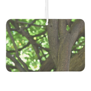 Natuur groene Wisteria Pergola Luchtverfrisser