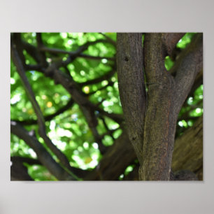 Natuur groene Wisteria Pergola Poster