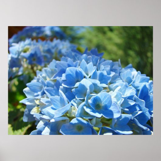 Natuur Heals art prints Blue Hydrangea Flowers (Voorkant)