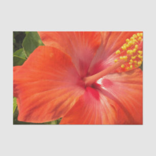 natuur, hibiscus, bloem, zomer, floreel, tropisch tissuepapier
