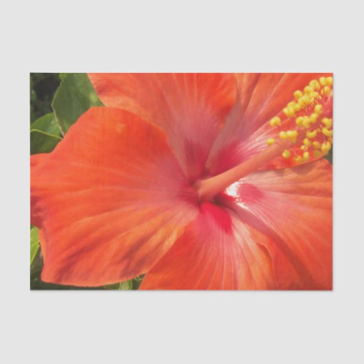 natuur, hibiscus, bloem, zomer, floreel, tropisch tissuepapier (Voorkant)