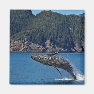 Natuur Humpback Whale Wildlife Foto Magneet
