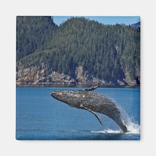 Natuur Humpback Whale Wildlife Foto Magneet (Voorkant)
