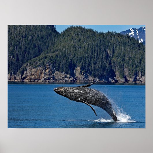 Natuur Humpback Whale Wildlife Foto Poster (Voorkant)