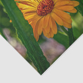 Natuur Inspiraties Oranje Daisy Plays Peek-a-Boo Tissuepapier (Detail)