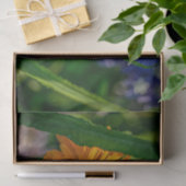 Natuur Inspiraties Oranje Daisy Plays Peek-a-Boo Tissuepapier (Geschenk)