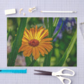 Natuur Inspiraties Oranje Daisy Plays Peek-a-Boo Tissuepapier (Craft)