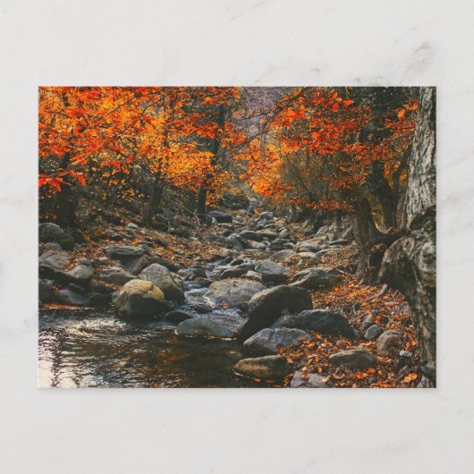 Natuur Inspirations Romania, Autumn Forest Briefkaart (Voorkant)