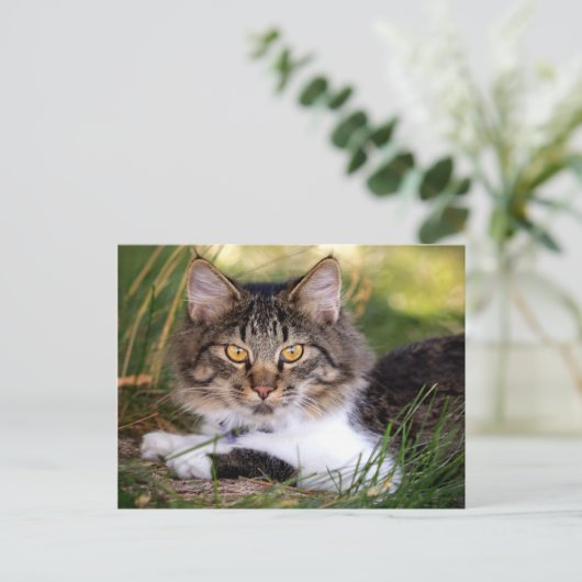 natuur kat briefkaart (Staand voorkant)