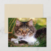 natuur kat briefkaart (Voorkant / Achterkant)