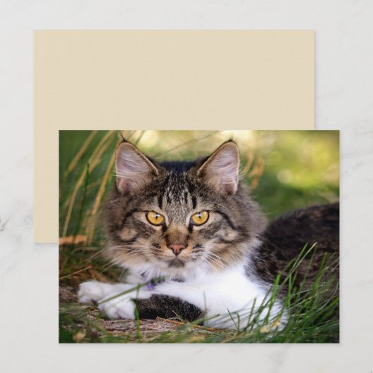 natuur kat briefkaart (Voorkant / Achterkant)