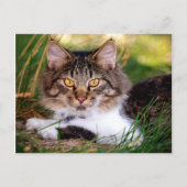 natuur kat briefkaart (Voorkant)
