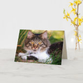 natuur katten wenskaart kaart (Gele Bloem)