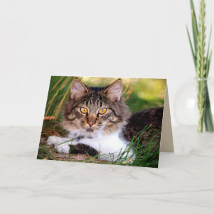 natuur katten wenskaart kaart