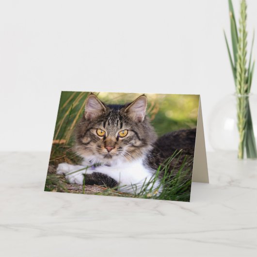 natuur katten wenskaart kaart (Voorkant)