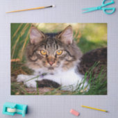 natuur kattentissuepapier tissuepapier (Craft)