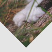 natuur kattentissuepapier tissuepapier (Detail)