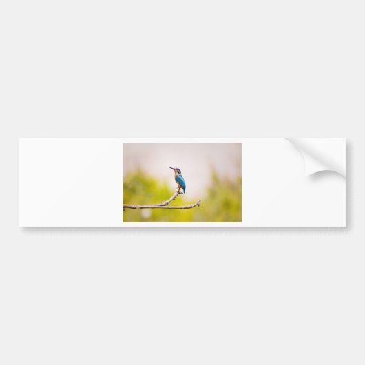 Natuur Kingfisher Bumpersticker (Voorkant)