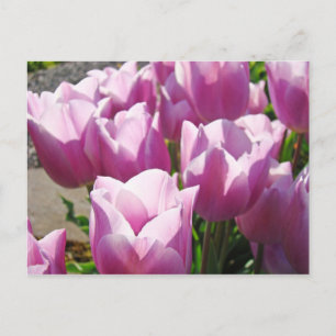 Natuur Kleurrijk Helder Paarse Tulp Bloemen Bloems Briefkaart