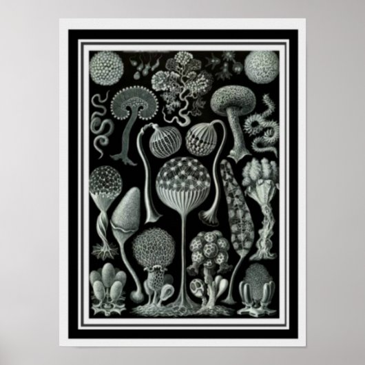 Natuur Kunst "paddenstoelen" Poster 12 x 16 (Voorkant)