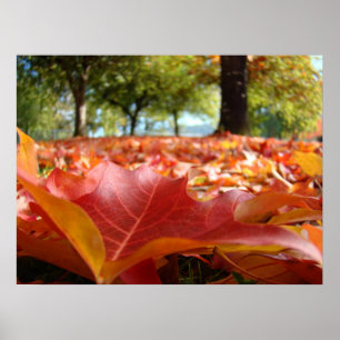 Natuur kunstprinten Fotografie Oranje Herfstblader Poster