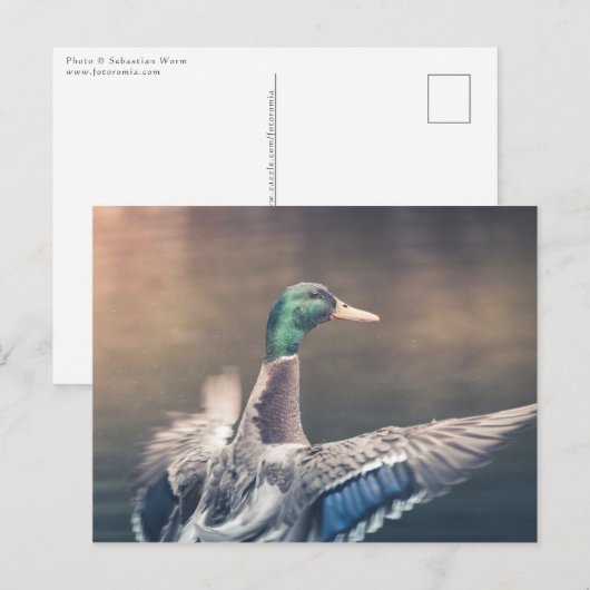 Natuur Landing Duck Foto Briefkaart (Voorkant / Achterkant)