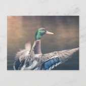 Natuur Landing Duck Foto Briefkaart (Voorkant)