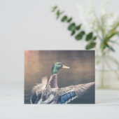 Natuur Landing Duck Foto Briefkaart (Staand voorkant)