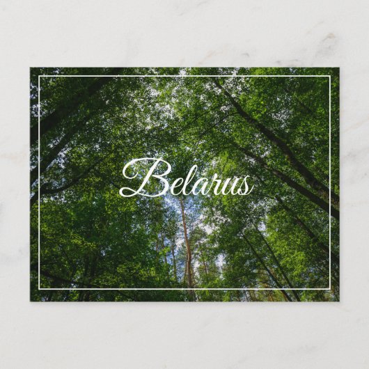 Natuur Landschap Forest Belarus Briefkaart (Voorkant)