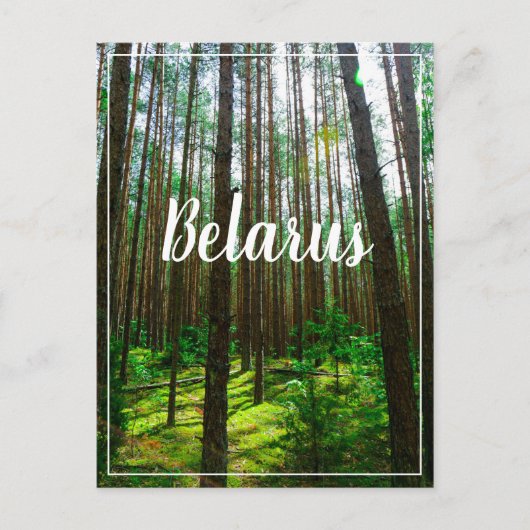 Natuur Landschap Forest Belarus Briefkaart (Voorkant)