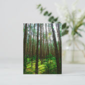 Natuur Landschap Forest Belarus Briefkaart (Staand voorkant)