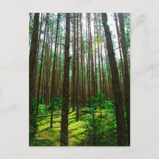 Natuur Landschap Forest Belarus Briefkaart (Voorkant)